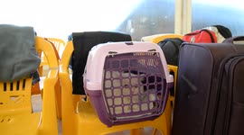 Ukrainian Cat In Carrier at Poland Refugee Reception Centre