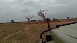 Rescued baby elephant is reunited with mum after getting stuck in water hole