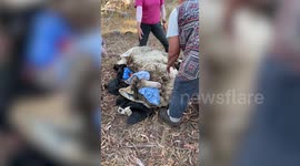 Sheep close to death gets sheared of 40 KILOGRAMS of fleece