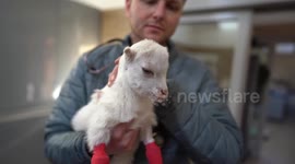 Hero vet is crossing into Ukraine to rescue animals trapped in the conflict