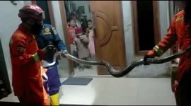 Sneaky snake! Impressive 2.5 meter long python evacuated from resident's bathroom