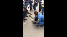 Firefighters battle to remove HUGE python from garden of home in Jakarta, Indonesia