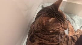 Cute but Deadly Ella is a sweetheart but a flash of her claws reminds us that she's an perfectly designed assassin.