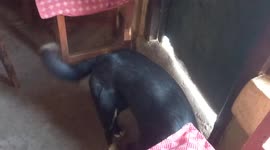 My dog just ignore me. He only like to sleep next and near to me.