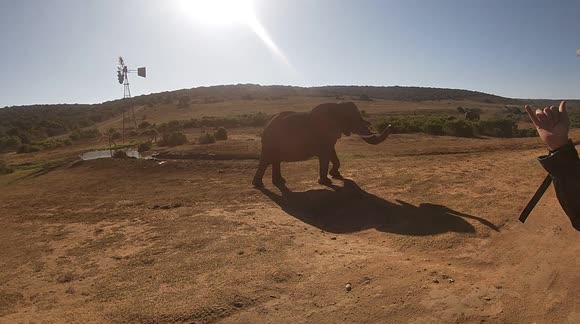 Friendly elephant 'waves' at truck full of tourists in South Africa