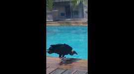 Vulture couple enjoy a relaxing drink in the sun at a hotel pool in Panama City