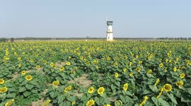 Footage Of Sunflowers In Full Bloom In Huaian, Jiangsu, China