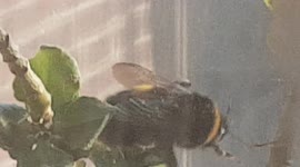 First Bumble Bee i have seen this year as it came to take nectar from my flower pots