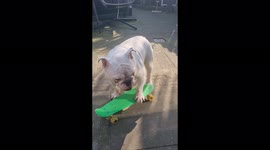 Bulldog aan t spelen met zn lievelingsspeelgoed zijn skateboard probeer er maar niet aan te komen hij word boos!!