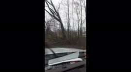 Trees downed in Mississippi from tornadoes sweeping through region