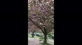 Cherry Blossoms during Spring
