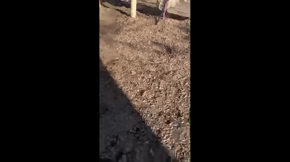 Dog loves to go down the slide with his little friends!