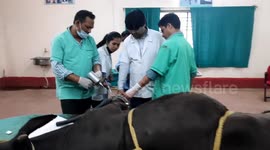 Team of 3 doctors operated for 5 hours; Made the cow stand on her feet by adding a broken bone in Northern India