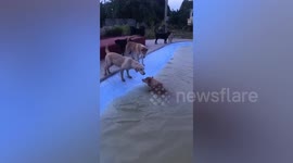 Pack of dogs pull up their friend that fell into a pond