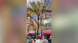 Worker climbs tree to shake leaves off so she doesn't have to clean road again in China