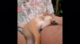 Interrupted Sleeping puppy