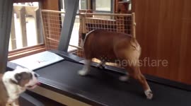 My pitbull trying to lose weight, watch till the end