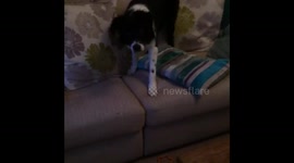 Puppy communication!