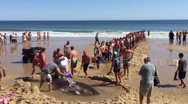 US beachgoers try and save beached shark