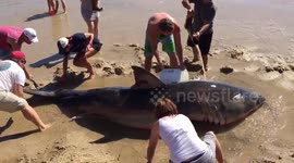 Early Rescue Efforts of Beached Great White Shark