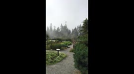 Fog out at UBC 