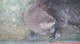 Newborn beaver : I don't want to swin, mom!