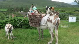 the dog,donkey and goat