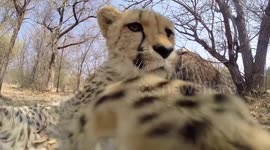 Cheetah swipes at camera Natural Audio