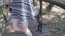 Cheeky Capuchin looks up woman's skirt