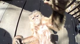 Monkey loves camera!