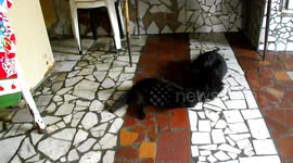 nina a  cachorrinha e pepa a gatinha bincando
