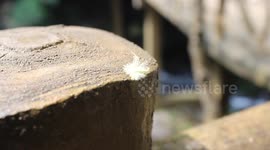 Strange insects like dancers wear skirt 