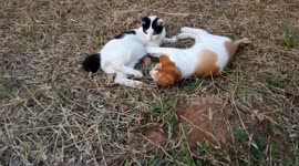 Funny Cat Fighting With His Sibling