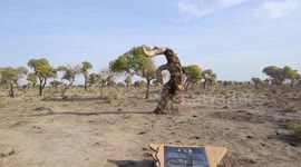 Populus euphratica forest in Hami, Xinjiang, China