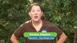 These Are The Largest Parrots in the World!