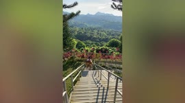 Pet owner carries lazy dog up steep set of steps