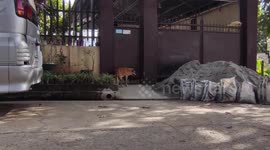 Australian female tourist, 44, and lover found dead in hotel in the Philippines