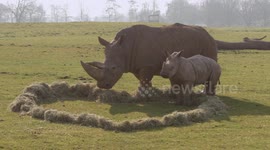 Rhino calf at UK zoo shares heart-shaped treat with mum ahead of Mother's Day