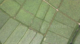 Aerial Footage Of Ferox Euryale Harvesting In Chuzhou, China