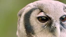 Learn all about the largest owl in Africa