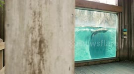 A Blind Otter Finds His Way Again