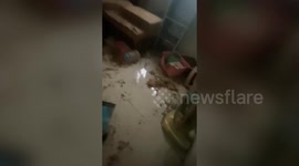 21 pet cats freed after owner 'left them locked inside house without food for months'