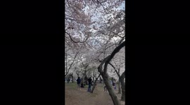 Cherry blossoms in Washington D.C. have reached peak bloom