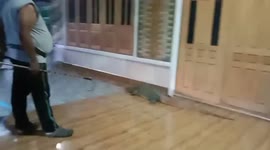 Policeman stretches out next to HUGE 7ft-long monitor lizard to show its massive size