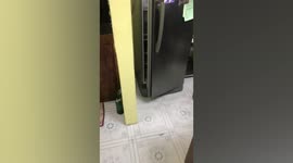 Pet cat hides inside fridge to escape hot weather in the Philippines