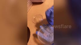 Microbiologist swabs everyday objects for bacteria and the results are FASCINATING