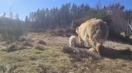 Adorable footage shows UK’s youngest polar bear cub taking first steps outside