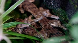Baby False Gharials Learn How to Hunt