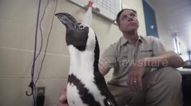 How zookeepers use zoo pharmacy