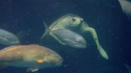 Meet Coretta, a 220-pound sea turtle from South Carolina